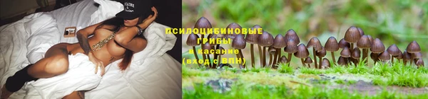 тгк Аркадак